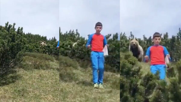 De 12-jarige Alessandro vindt een bruine beer op z'n pad
