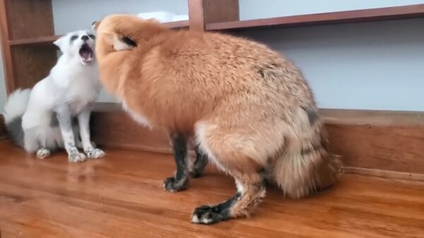 Vrouwtjesvossen hebben ruzie en schelden elkaar de vacht vol