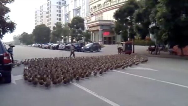 De ruziënde Indiërs en deze eenden blijkt de perfectie combinatie