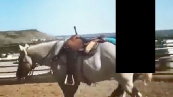 Dit is een reden waarom je nooit een paardenmeisje moet daten