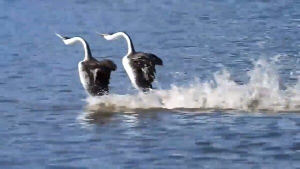 Wel eens twee futen gezien die een dragrace houden?