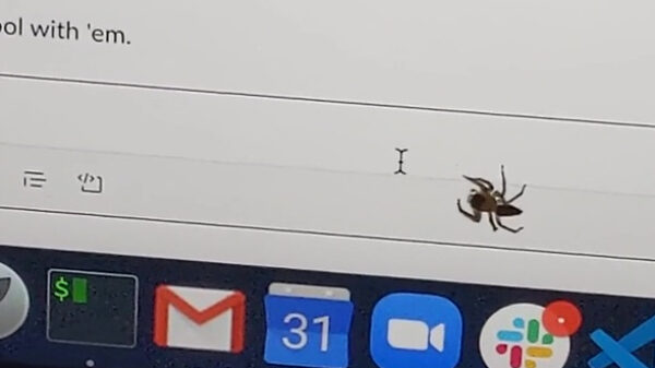 Al eens een spin een muis zien proberen te vangen?