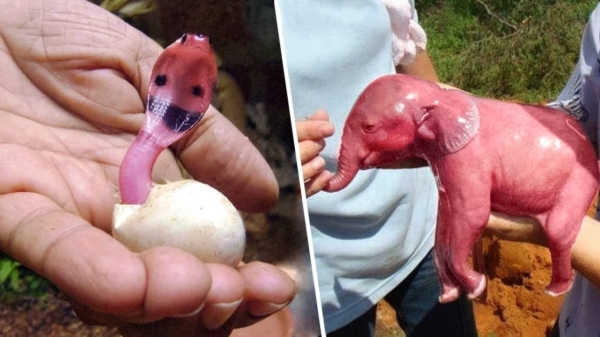 Zo zien dieren eruit die net geboren zijn
