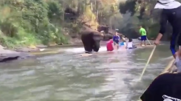 Toeristen genieten van een potje zwemmen met olifanten in Thailand