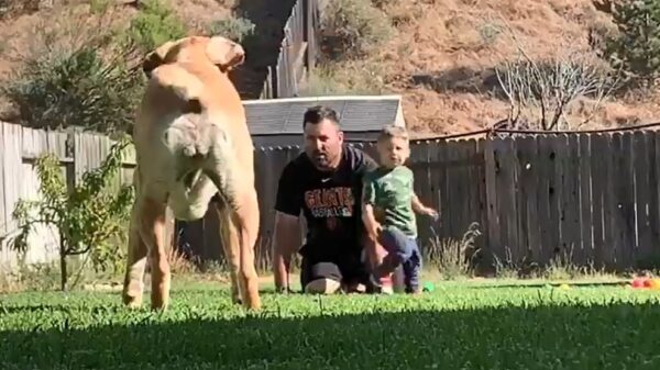 Enthousiaste viervoeter is misschien iets té enthousiast