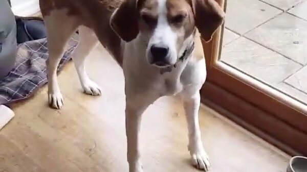 Deze hond weet keer op keer zijn baasje teleur te stellen