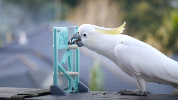 Kunnen wilde papegaaien 3d-geprinte puzzels oplossen?