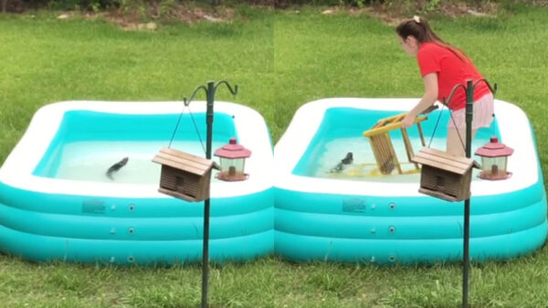 De redding van de eekhoorn verliep niet al te voorspoedig