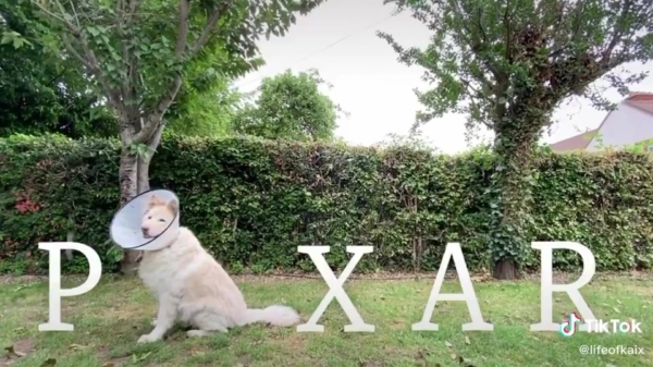Hond blijkt prima stand-in voor de Pixar-lamp te zijn