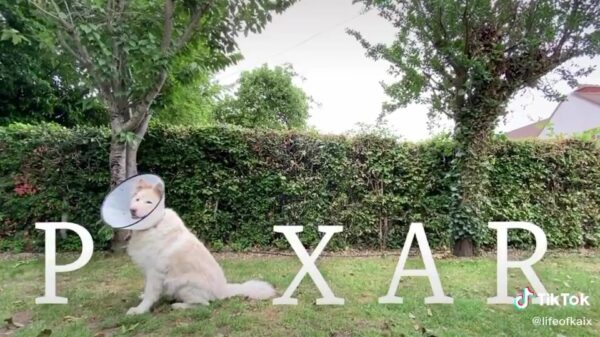 Hond blijkt prima stand-in voor de Pixar-lamp te zijn