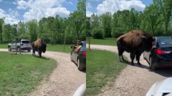 Bizon heeft genoeg van alle toeristen en besluit een beuk uit te delen