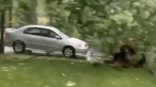 Omgevallen boom maakt nog een nieuw slachtoffer