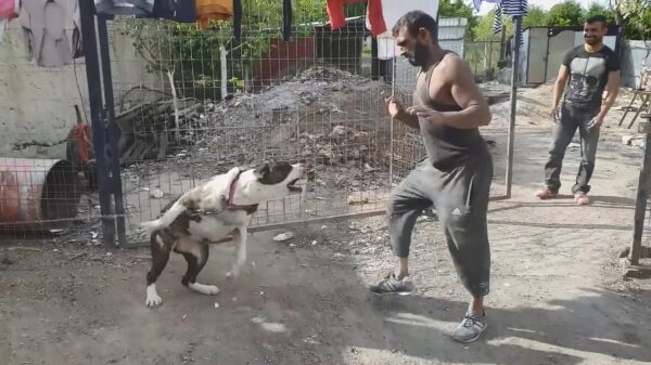 Lollige buurman daagt aangelijnde waakhond uit met de Macarena