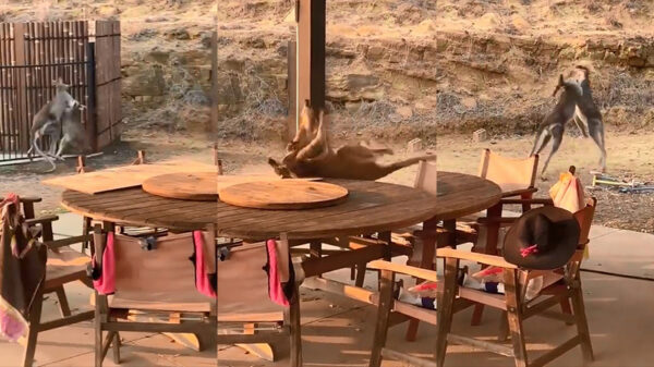 Wallabies rollen over tuinmeubels tijdens bruut gevecht in achtertuin