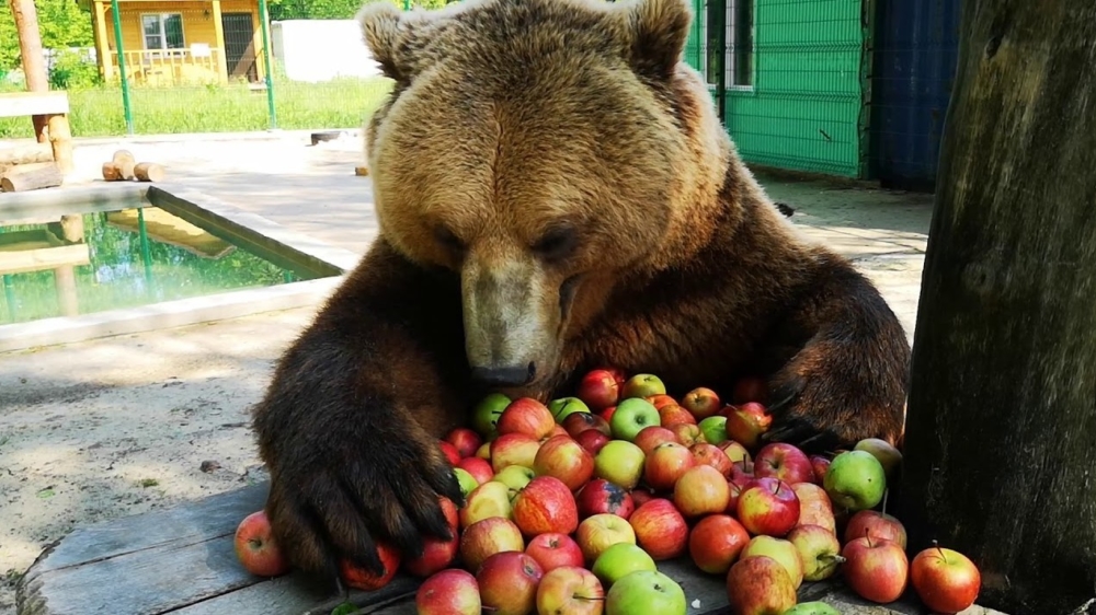 Enorme bruine beer geniet van een paar appels als ontbijt