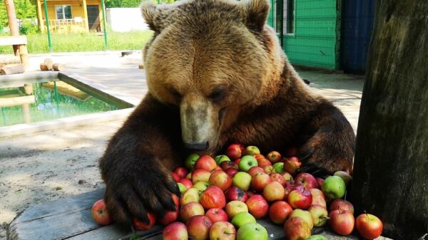 Enorme bruine beer geniet van een paar appels als ontbijt