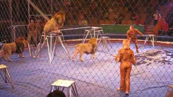Leeuwen hebben geen zin in circusact en vallen temmer aan