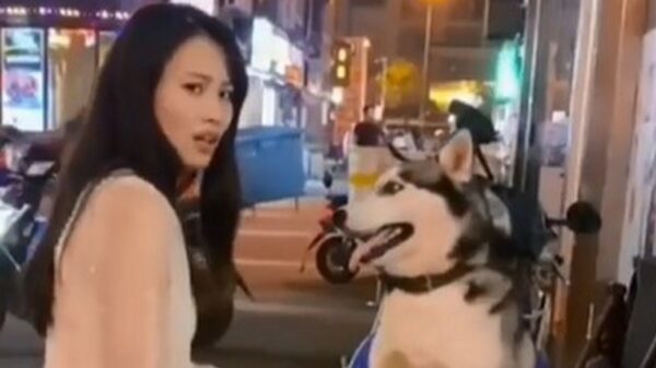 Wait for it: nee natuurlijk bijt mijn hond niet