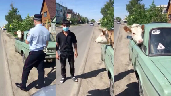 Russische politie onderzoekt of dit veetransport wel volgens de regels gaat