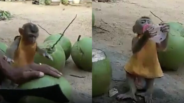 Deze kleine haarbal wil gewoon heel graag een beetje kokoswater