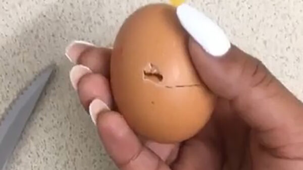 Dit noem je nou een verrassingsei