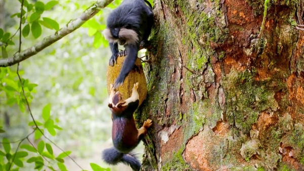Makaken komen aan hun dagelijkse dosis fruit door eekhoorns te petsen
