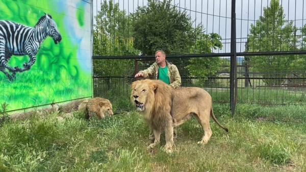 Een slipper blijkt uitermate effectief tegen vechtende leeuwen