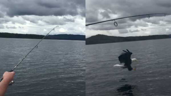 Hongerige arend jat forel en een hele lading vislijn