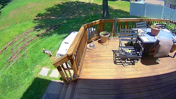 Hoe komen in vredesnaam al die bandensporen op ons prachtige gazonnetje?