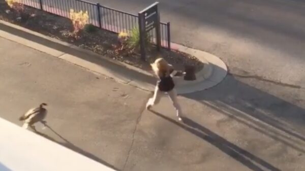 Handtasje krijgt het aan de stok met een agressieve gans