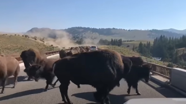 Een kudde bizons komt de weg opeisen in het Yellowstone National Park