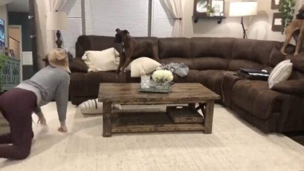 Valse tante bezorgt haar twee boxers even een trauma voor het leven