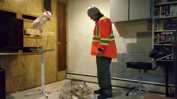 Papegaai flipt 'm helemaal de pan uit vanwege kapotte kooi