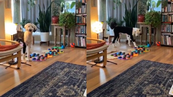 Dankzij wat technologie kan deze hond een gesprek voeren