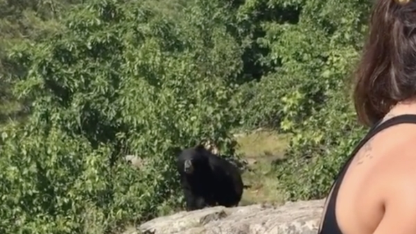Stelletje krijgt tijdens wandeling bezoek van een bruine beer