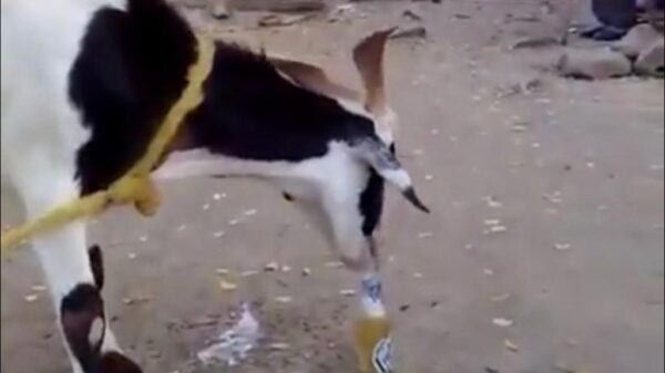 Deze geit is dorstig en trekt biertje adje