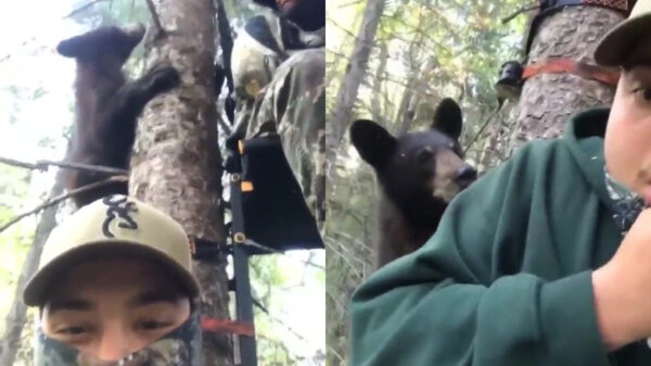 Natuurliefhebber komt erachter dat beren best goed kunnen klimmen