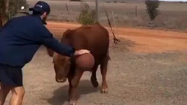 Sommige stieren kunnen een prima potje basketbullen