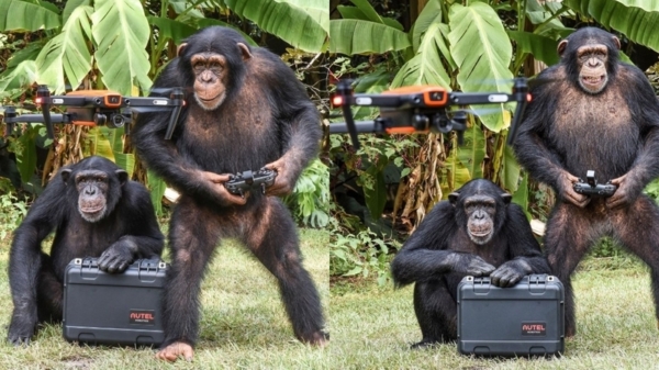 Planet of the Apes in het eggie: apen besturen drone