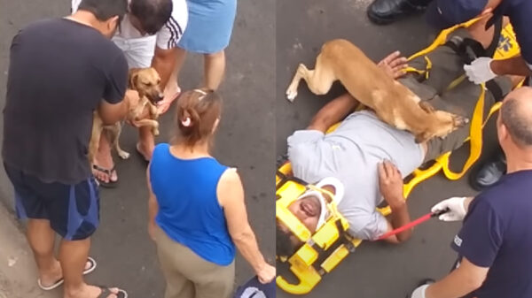 Deze hond wil alleen maar bij zijn baasje zijn