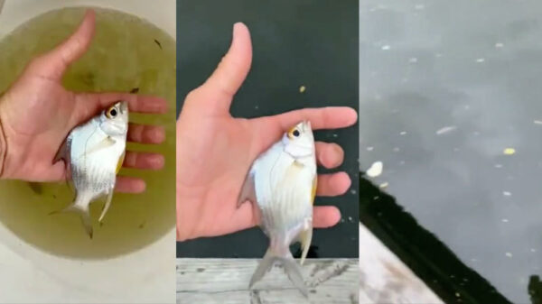 Het is tijd om huisdier Nemo de wijde wereld in te sturen