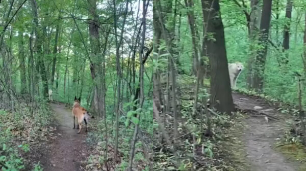 Tijdens je wandeling ineens een wolf tegenkomen is toch wel even schrikken