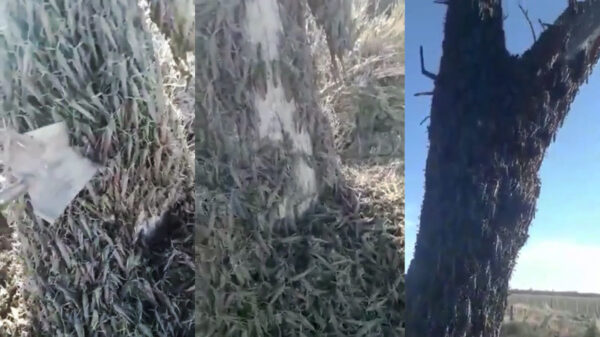 Get ze flammenwerfer: zo ziet een sprinkhanenplaag uit de hel eruit