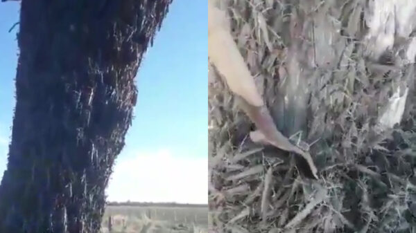 Get ze flammenwerfer: zo ziet een sprinkhanenplaag uit de hel eruit