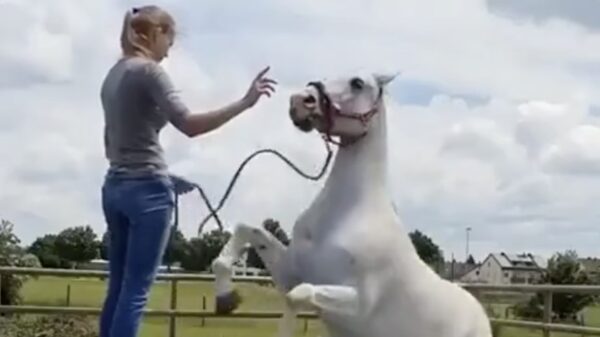 Dit paard houdt niet zo van trucjes