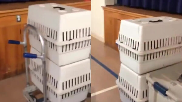 Welke mafketel stopt zijn kind nou in een vervoersbox?!