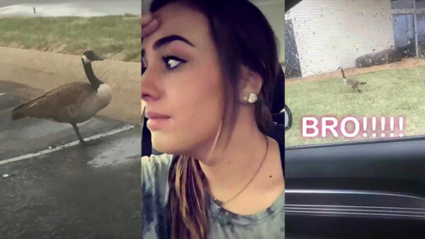 Dom mokkel schiet in emo-modus vanwege gans met maar één poot