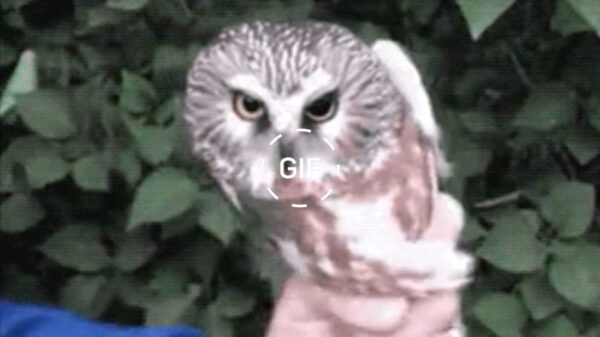 Gifdump: dit zagen zij en jij waarschijnlijk ff niet aankomen