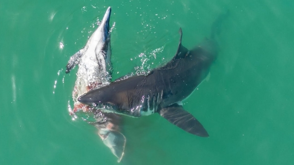 Grote witte haaien hebben een luxe zondagsmaal dankzij kassiewijle flipper