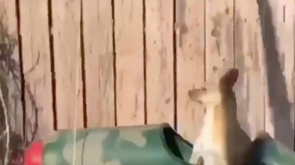 Hond geniet van een rondje in een attractie